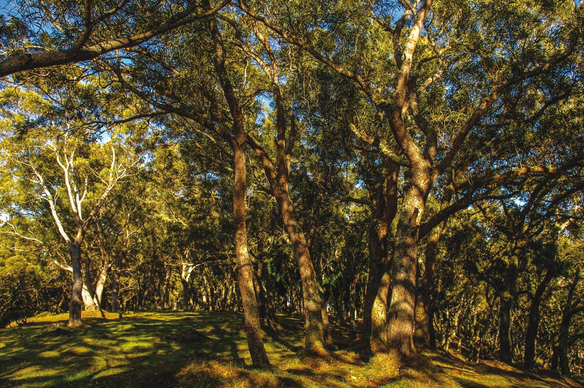 Le plan d'investissement France 2030 au service de la filière forêt-bois