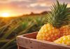 Les exportations d’ananas en panne
